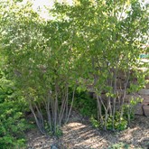 Shadblow Serviceberry